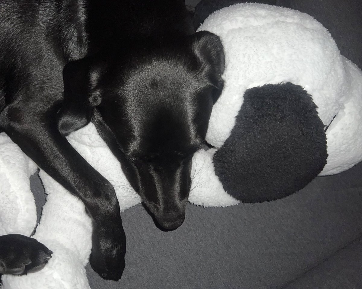 こちらはスヌーピーを
宝物にしているナナです。
ぬいぐるみ抱きしめて熟睡。
22kgになってもまだまだ赤ちゃん。

#ラブラドールレトリバー　#黒ラブのいる暮らし