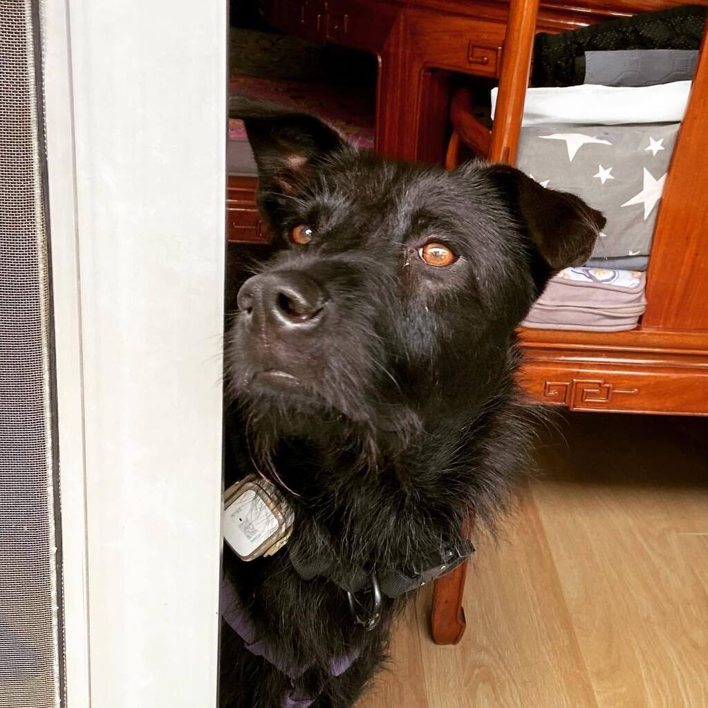 🖤 Handsome, sweet & a little bit naughty! 🖤 Hipster dog Billy was with us for a week and now went home again. #adoptdontshop #Billy_sht #blackdog #blackdogsofinstagram #hipsterdog #muttsofinstagram #muttskickbutt #handsomedog #naughtydog