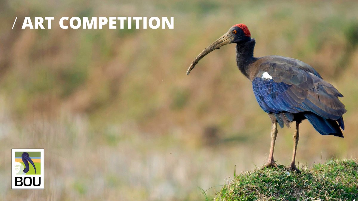 📢 CALLING establishing/amateur #ornithology artists

We are delighted to announce the opening of our Art Competition to produce the ornithology-themed artwork prize for our new Early Professional Award

Deadline: 28 February 2023

Full details: bou.org.uk/about-the-bou/…