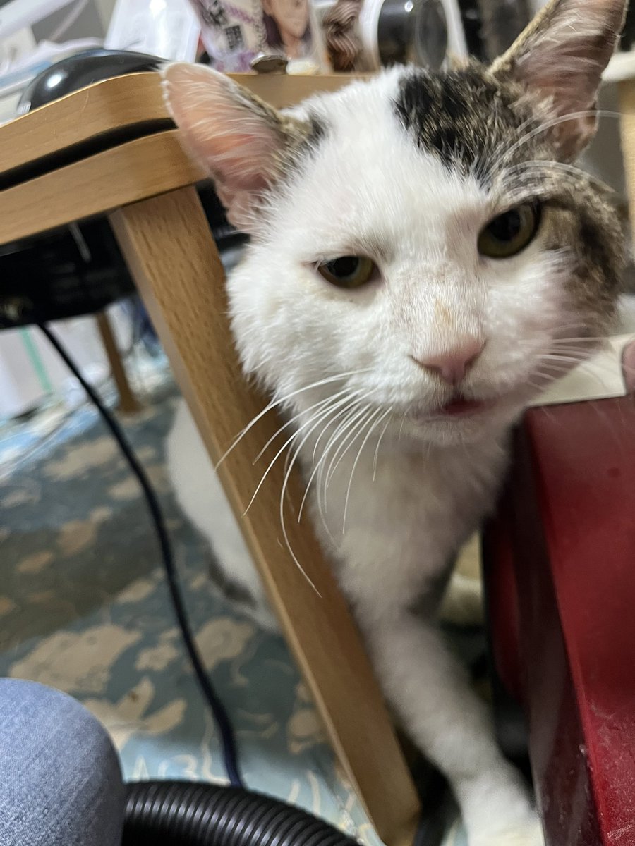 tanupon22222's tweet photo. #迷い猫
#拡散希望
#群馬県
#高崎市

群馬県高崎市下佐野で逃げてしまいました。

名前　ながと（うし、かるび、と呼んでも反応します）
種類　雑種
オス、未去勢、首輪なし
6.5キロほどあり、大きな猫で力もとても強いですが臆病です。

見つけてくれた方、捕縛してくれた方には御礼を致します。 https://t.co/IeeJzoHXvc