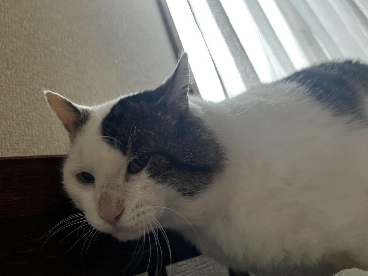 tanupon22222's tweet photo. #迷い猫
#拡散希望
#群馬県
#高崎市

群馬県高崎市下佐野で逃げてしまいました。

名前　ながと（うし、かるび、と呼んでも反応します）
種類　雑種
オス、未去勢、首輪なし
6.5キロほどあり、大きな猫で力もとても強いですが臆病です。

見つけてくれた方、捕縛してくれた方には御礼を致します。 https://t.co/IeeJzoHXvc