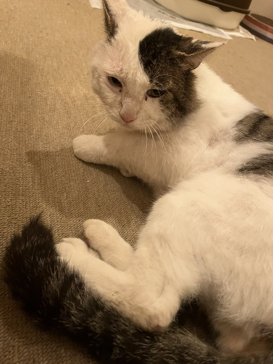 tanupon22222's tweet photo. #迷い猫
#拡散希望
#群馬県
#高崎市

群馬県高崎市下佐野で逃げてしまいました。

名前　ながと（うし、かるび、と呼んでも反応します）
種類　雑種
オス、未去勢、首輪なし
6.5キロほどあり、大きな猫で力もとても強いですが臆病です。

見つけてくれた方、捕縛してくれた方には御礼を致します。 https://t.co/IeeJzoHXvc