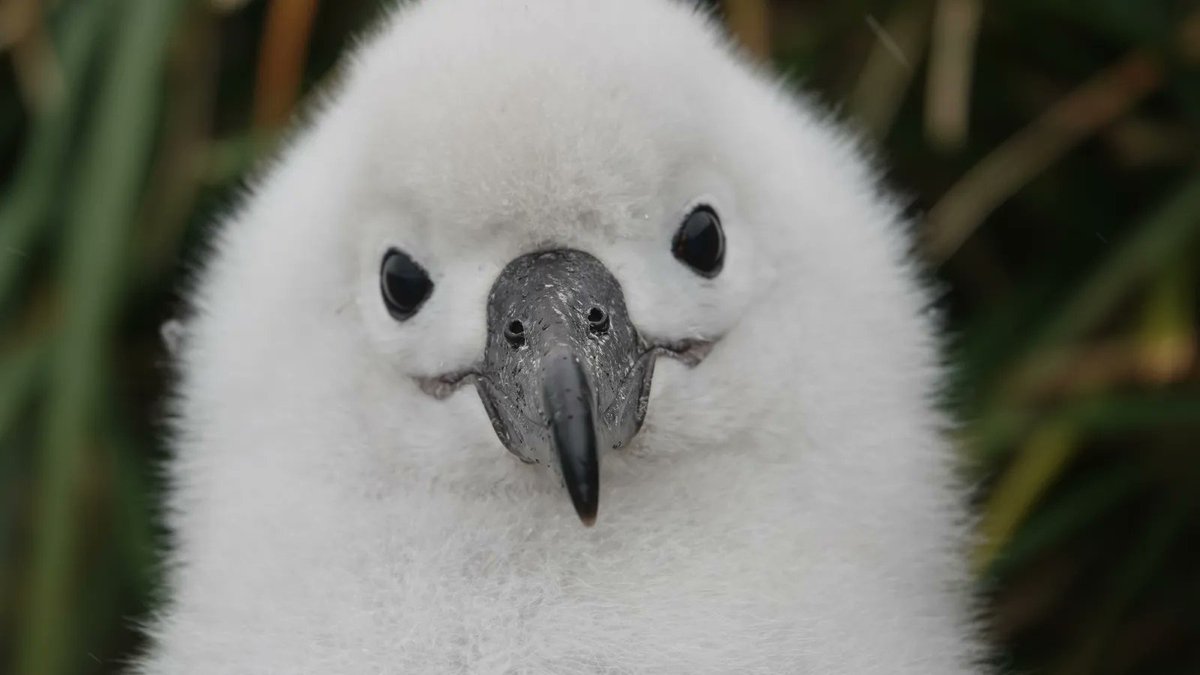 New team members have arrived on Bird Island! We want to welcome Rosie and Marcia, who join Erin to help monitoring the albatross activity on the island over the next few months.   
📸: Erin Taylor 
#AlbatrossStories