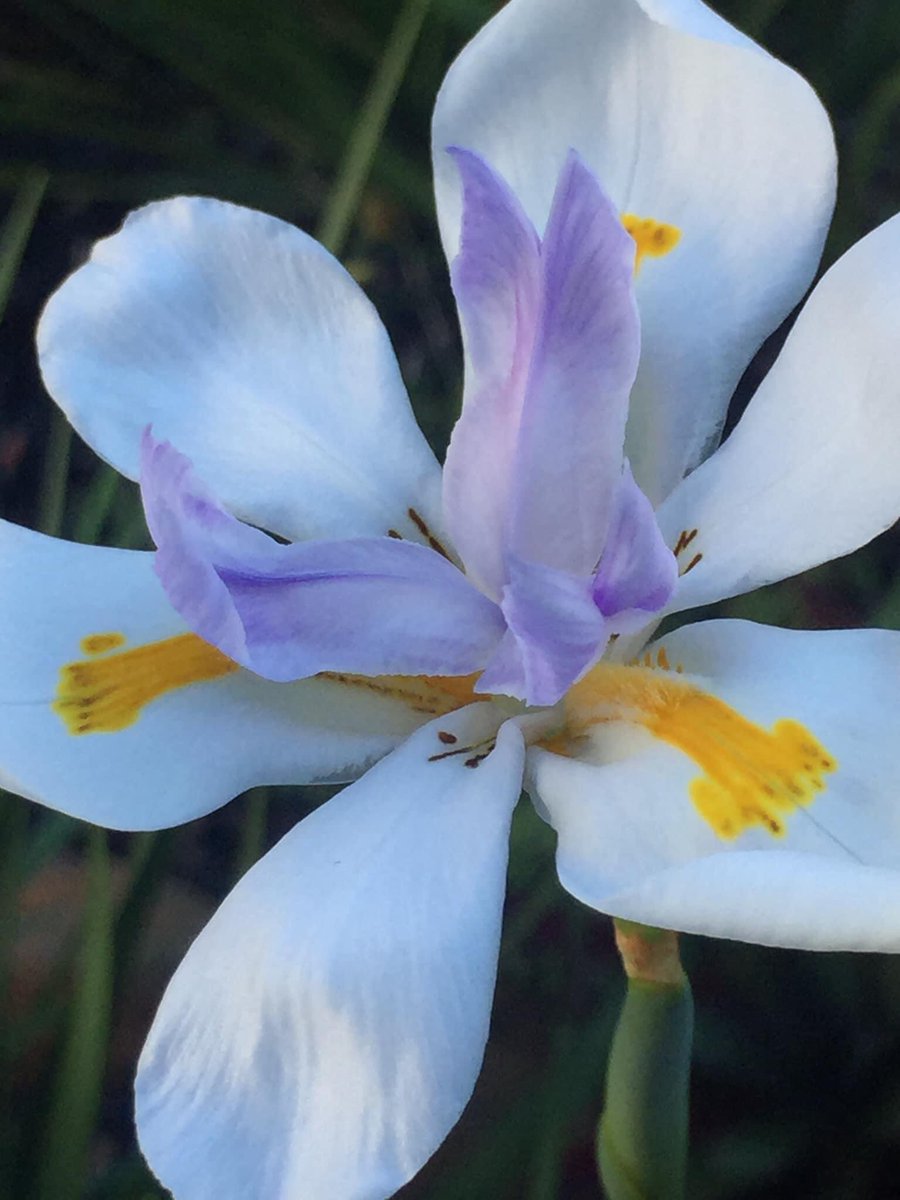 DizzyBigIsland🌋🧷 tweet media