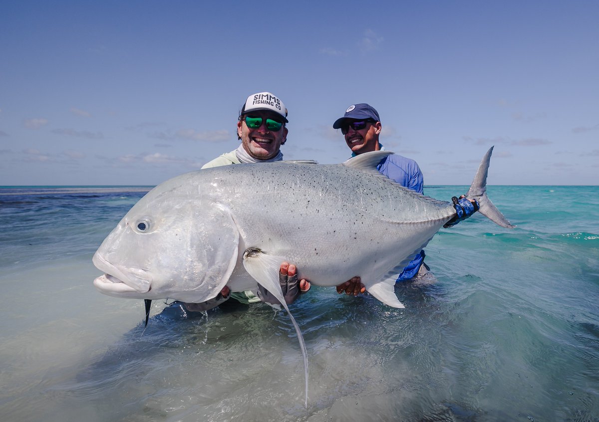 Whooo! 123 cm giant trevally landed by BenchaseOnTheFly, making that the biggest GT landed since the last festive season! 

WHAT 👏🏼 A 👏🏼 CATCH 👏🏼 

 📍 Alphonse Island 

 #AlphonseFishingCo #GiantTrevally #FlyFishing #GiantTrevally #Seychelles #FlyReligion #CatchAndRelease
