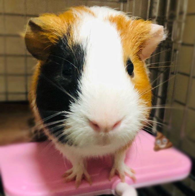 Twitterのコスプレ画像20