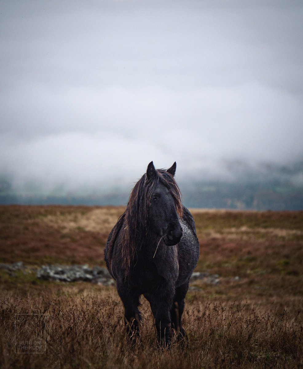 Our native breeds are so hardy - look at this gorgeous #fellpony living high above the clouds. This natural hardiness makes natives the ideal choice for grazing schemes - but it is important not to neglect their welfare - if you enclose them, you’re responsible for them 🐴
