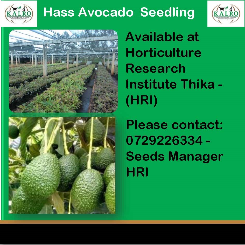 HASS Avocado Seedlings are available at our KALRO Horticulture Research Institute. You can place your orders by calling the number provided on the poster.