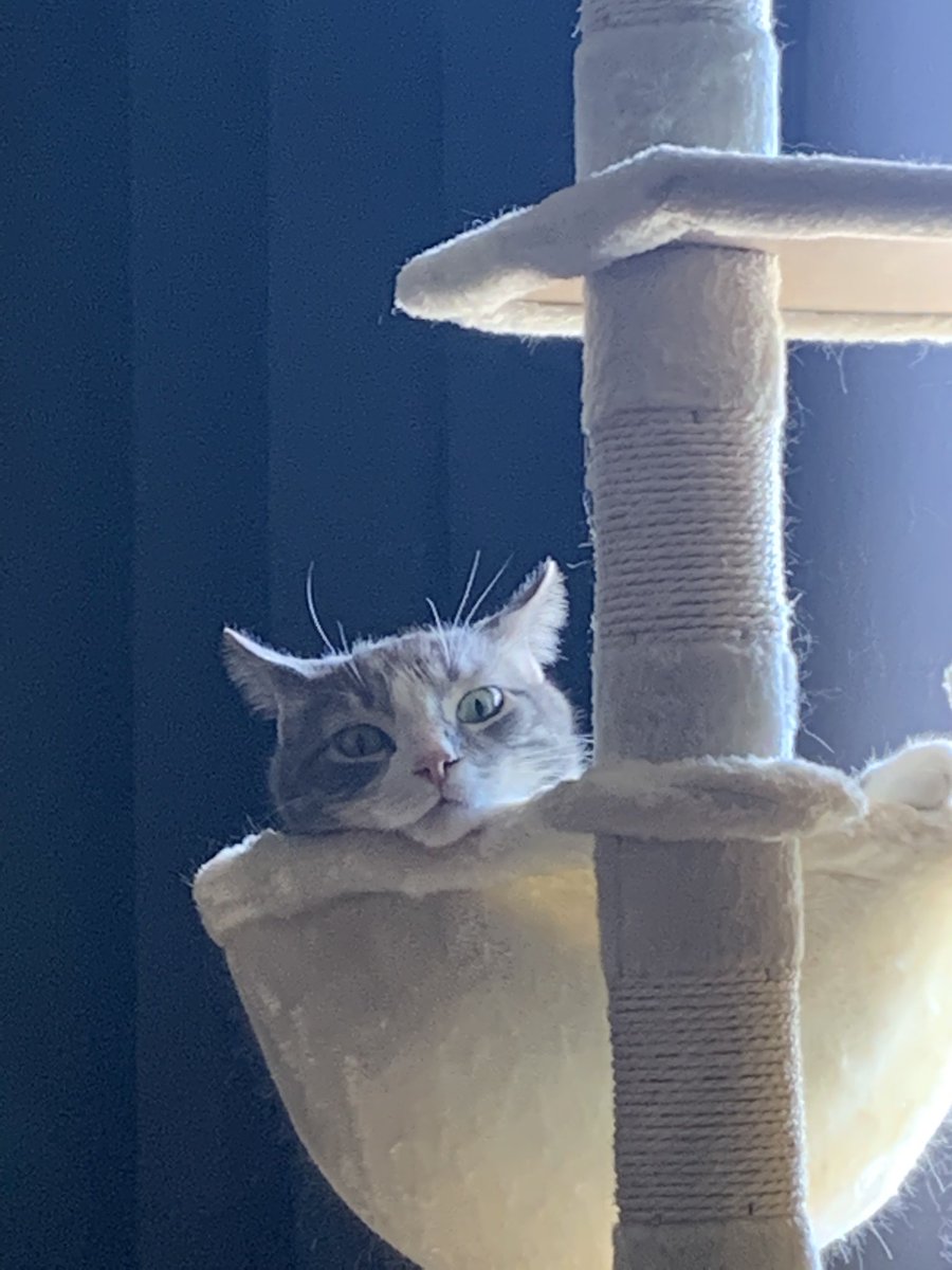 playing pokémon rn! anyone need a quacksley?