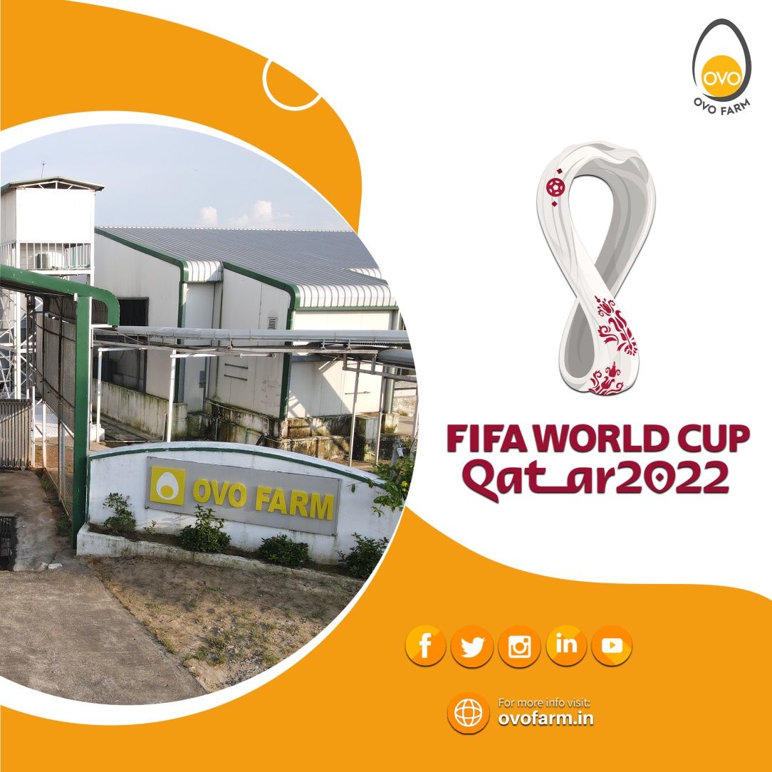 ovofarmfresh's tweet photo. Qatar egg dishes have an Odisha flavour ! We've pitched in to meet the demand for eggs during the FIFA world cup. 

#OVOFarm #FIFAWorldCup https://t.co/uY7TVhH59N