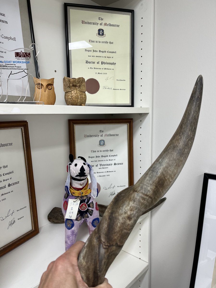 Global Livestock Health Security (@livestockglobal) on Twitter photo Packing for the <a href="/NossalInstitute/">Nossal Institute for Global Health</a> <a href="/unimelbMSPGH/">Melbourne School of Population and Global Health</a> office move. Always remember to take the eland horns #OneHealth Packing for the <a href="/NossalInstitute/">Nossal Institute for Global Health</a> <a href="/unimelbMSPGH/">Melbourne School of Population and Global Health</a> office move. Always remember to take the eland horns #OneHealth