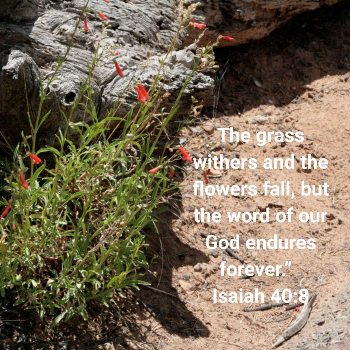 NELHS_Admin's tweet photo. The grass withers and the flowers fall, but the word of our God endures forever.”
Isaiah 40:8 NIV

https://t.co/uapPG6Pf4L https://t.co/ybsHeDgh2d