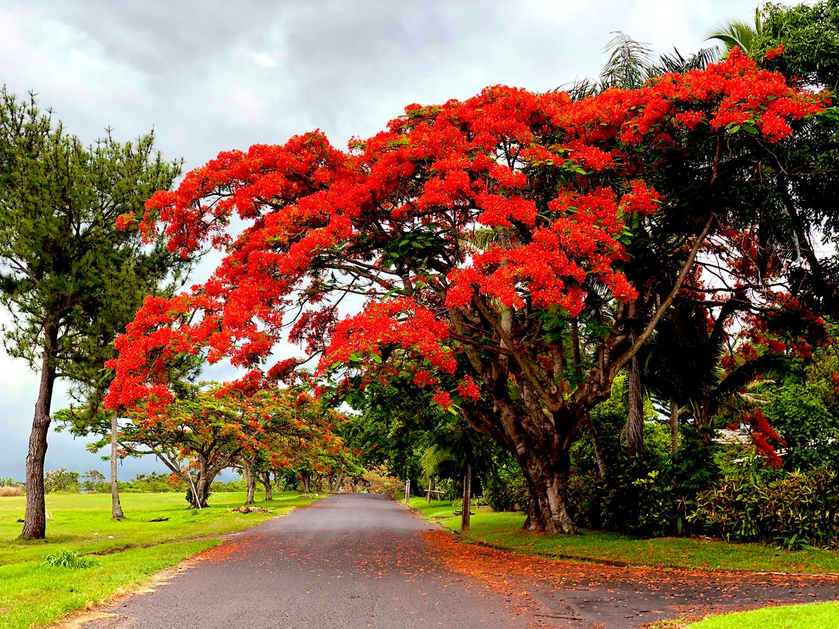 NadiAirport's tweet photo. #CAAF kids/adults on #Twitter ... do you know where is this junction within the now #FijiAirports compound? #MemoryLane trivia 🇫🇯✈️ https://t.co/8xbkPOjPNp