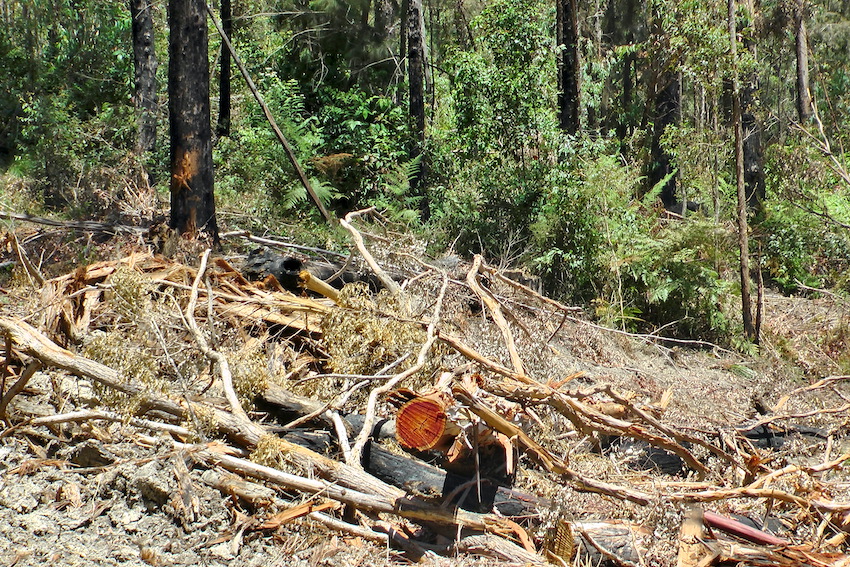 CloudsCreek's tweet photo. @katieqs Strong, hot NW winds blowing today across heavily logged #EllisStateForest. Tonnes of logging slash now drying out across a 4km stretch of 379 hectares of logged landscape.
Making koalas, gliders, HCVOG, rainforest & local neighbours vulnerable to intense future bushfires. https://t.co/0Fp7tEg2aM