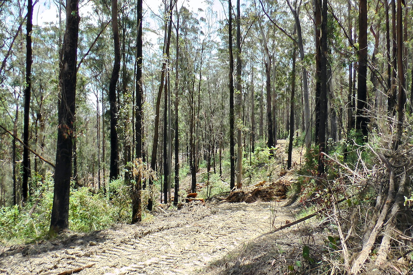 CloudsCreek's tweet photo. @katieqs Strong, hot NW winds blowing today across heavily logged #EllisStateForest. Tonnes of logging slash now drying out across a 4km stretch of 379 hectares of logged landscape.
Making koalas, gliders, HCVOG, rainforest & local neighbours vulnerable to intense future bushfires. https://t.co/0Fp7tEg2aM
