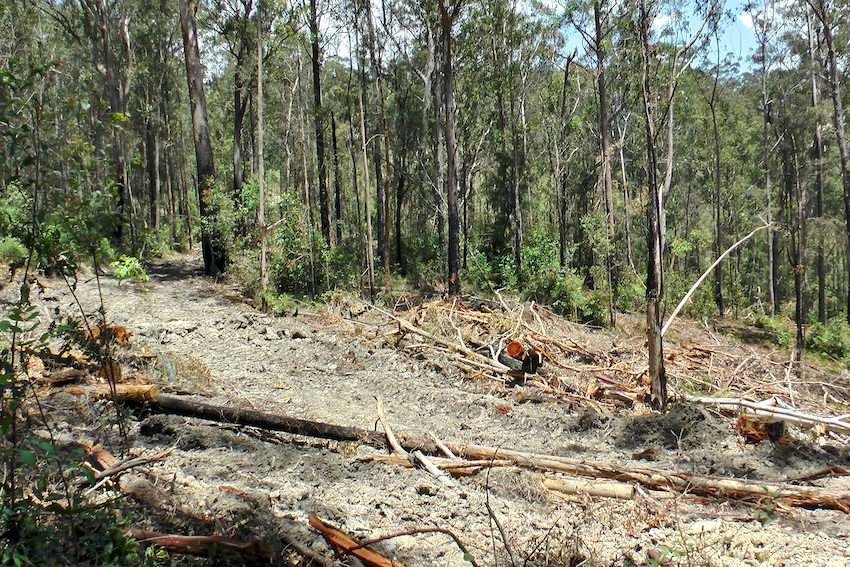 CloudsCreek's tweet photo. @katieqs Strong, hot NW winds blowing today across heavily logged #EllisStateForest. Tonnes of logging slash now drying out across a 4km stretch of 379 hectares of logged landscape.
Making koalas, gliders, HCVOG, rainforest & local neighbours vulnerable to intense future bushfires. https://t.co/0Fp7tEg2aM