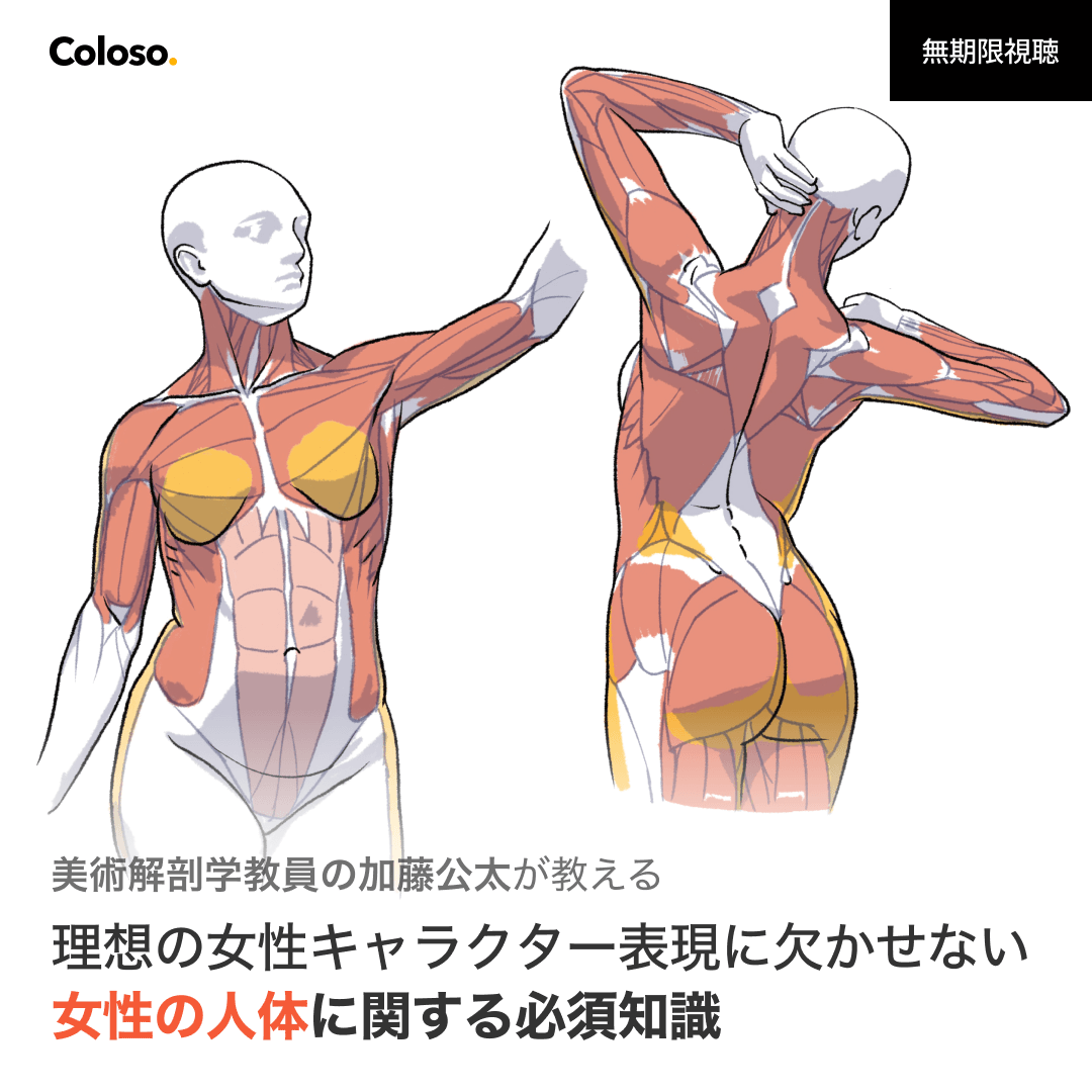 イラスト解剖学 美術や医学的な解剖学への豊富な知識を持つ 美術解剖学教員の加藤公太