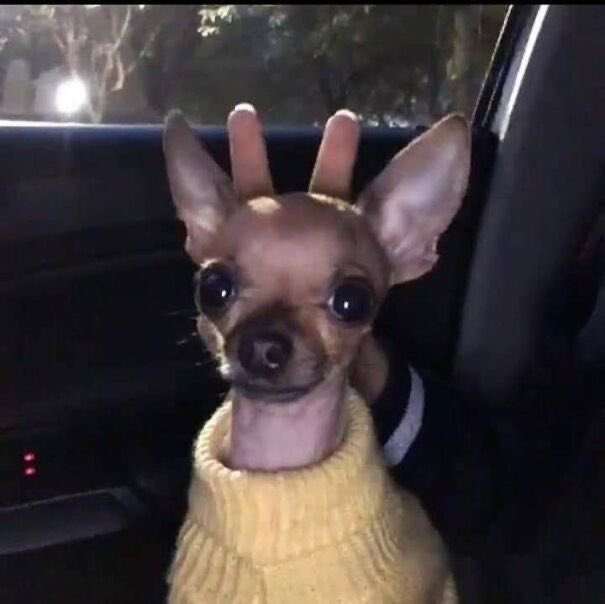 new kind of reindeer just dropped