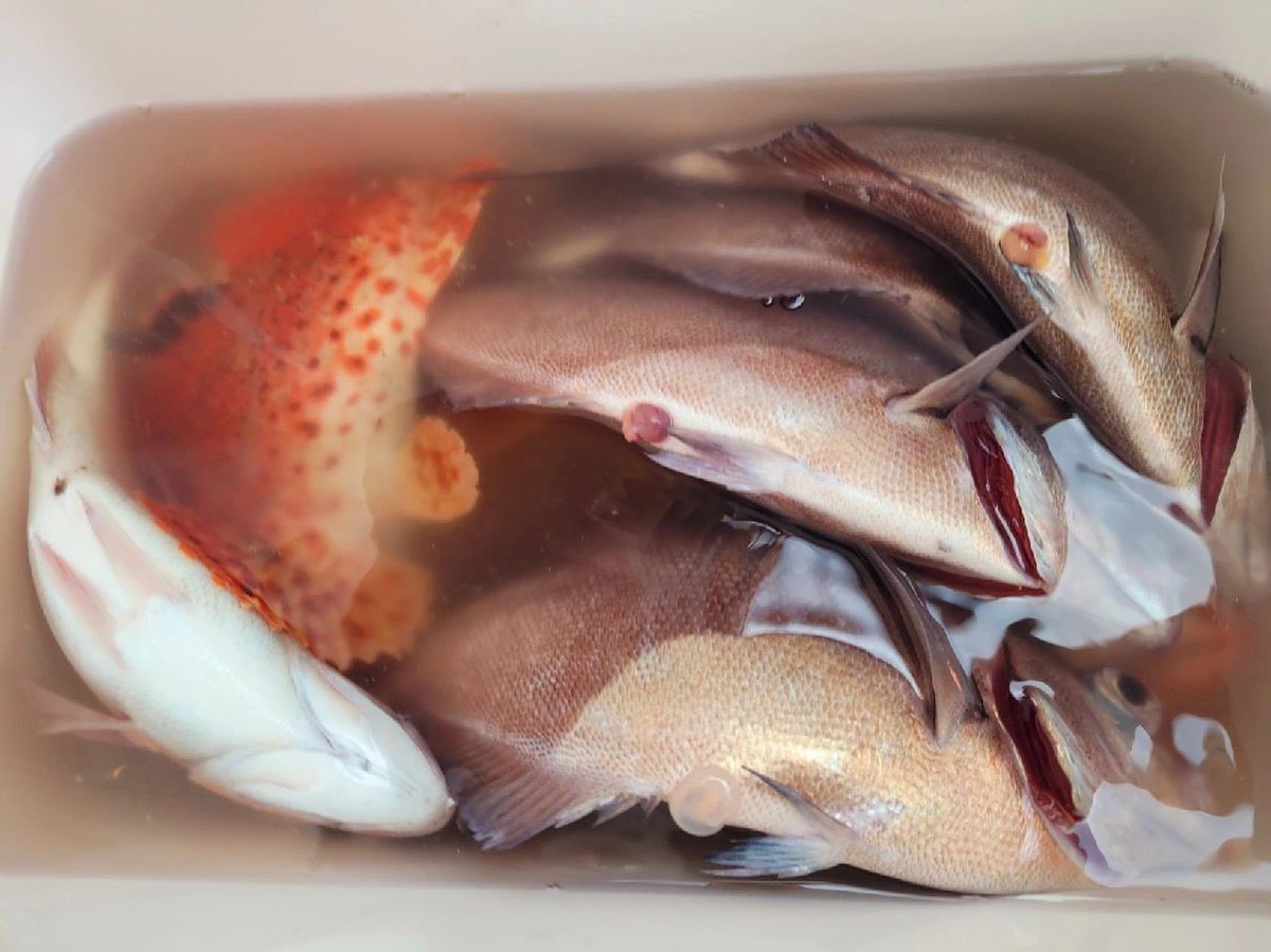 Shizu07475's tweet photo. 素敵な時間🥰幸せな時間❤️海の上で 
#JapanFirstLook #Japan #japnese #sea #fishing https://t.co/t6eyHJnq7F