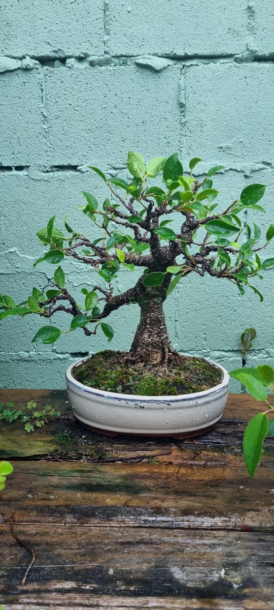 Really enjoying how my Tigerbark Ficus is looking lately
reddit.com/z6irf0