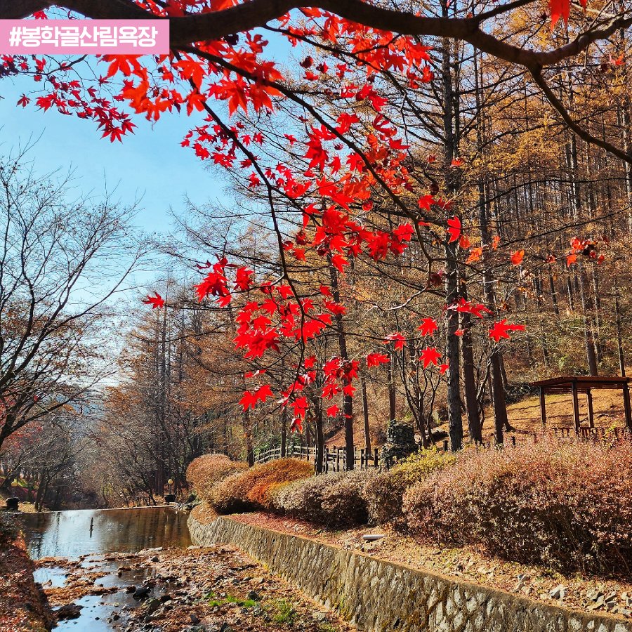 chungbuk21's tweet photo. [나만 알고 싶은 충북 관광명소]
#음성 #봉학골산림욕장 

심신이 지쳤을 때 이곳에서
나무들 사이를 걸으며👣
마음의 위로를 받아보세요🥰

#산책 하며 붉게 물든 단풍나무와 사진을
찍기도 좋을 곳입니다🍁🍁

#korea #chungbuk #chungcheongbukdo #eumseong 
#phytoncide #walk #forest https://t.co/KBIpD6LjTc