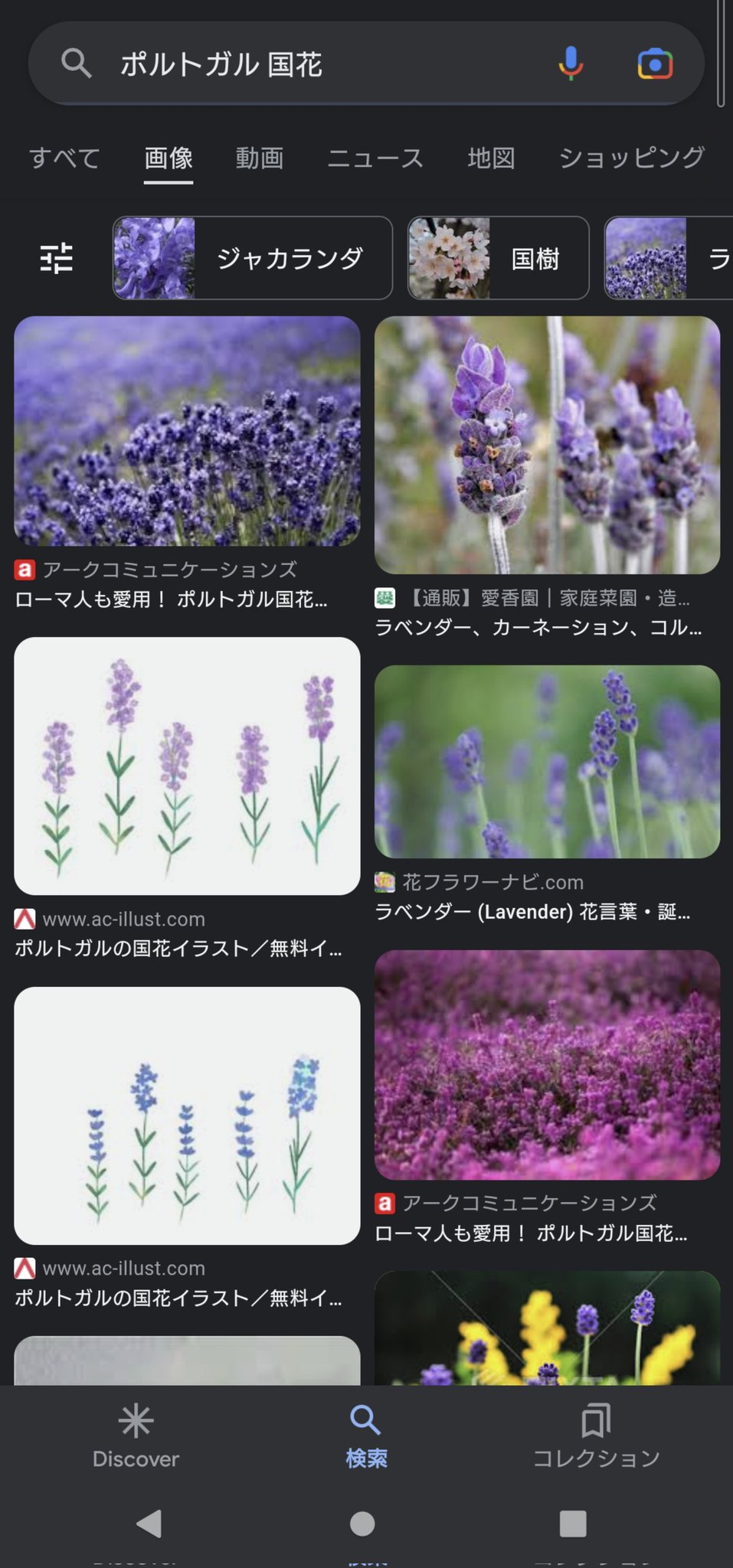 にすぃー ポケモンsvってそういうこと 国花がスカーレットとバイオレットだから T Co 2jcijqjent Twitter