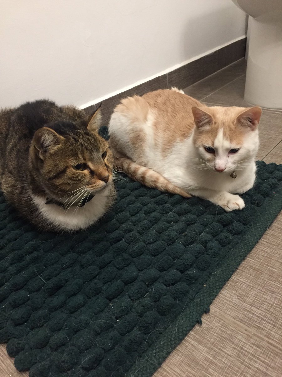 #KittyLoafMonday Ruby showing Theo how it’s done. He’s still learning 🤣💕💕