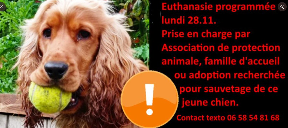 FrederiqueMilan's tweet photo. rt @Flamant11

🆘 jeune #chien à sauver de l’#euthanasie aujourd'hui 🥲🥲 🙏
CONTACT PAR TEXTO 06 58 54 81 68 

#ProtectionAnimale #AssociationProtectionAnimale #RefugeAnimalier #DogLovers #SauverVie #PetRescue #FamilleAccueil #AvisDeRecherche  #Adoption #Adoptant #foyer https://t.co/s5XlyaM1OU