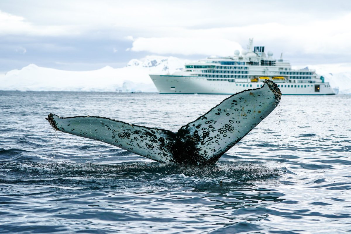 Check out our new study on #humpback #whales in #Antarctica where we monitor changes in population #cortisol levels and show a post #covid-19 #anthropause resulted in lower stress levels across the population #science ⁦⁦@UCSCscience⁩ @iaato_org⁩  nature.com/articles/s4159…