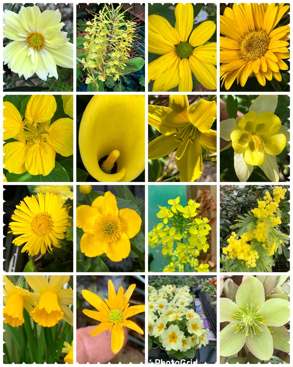 Mix of yellows for #AlphabettyBlooms Y