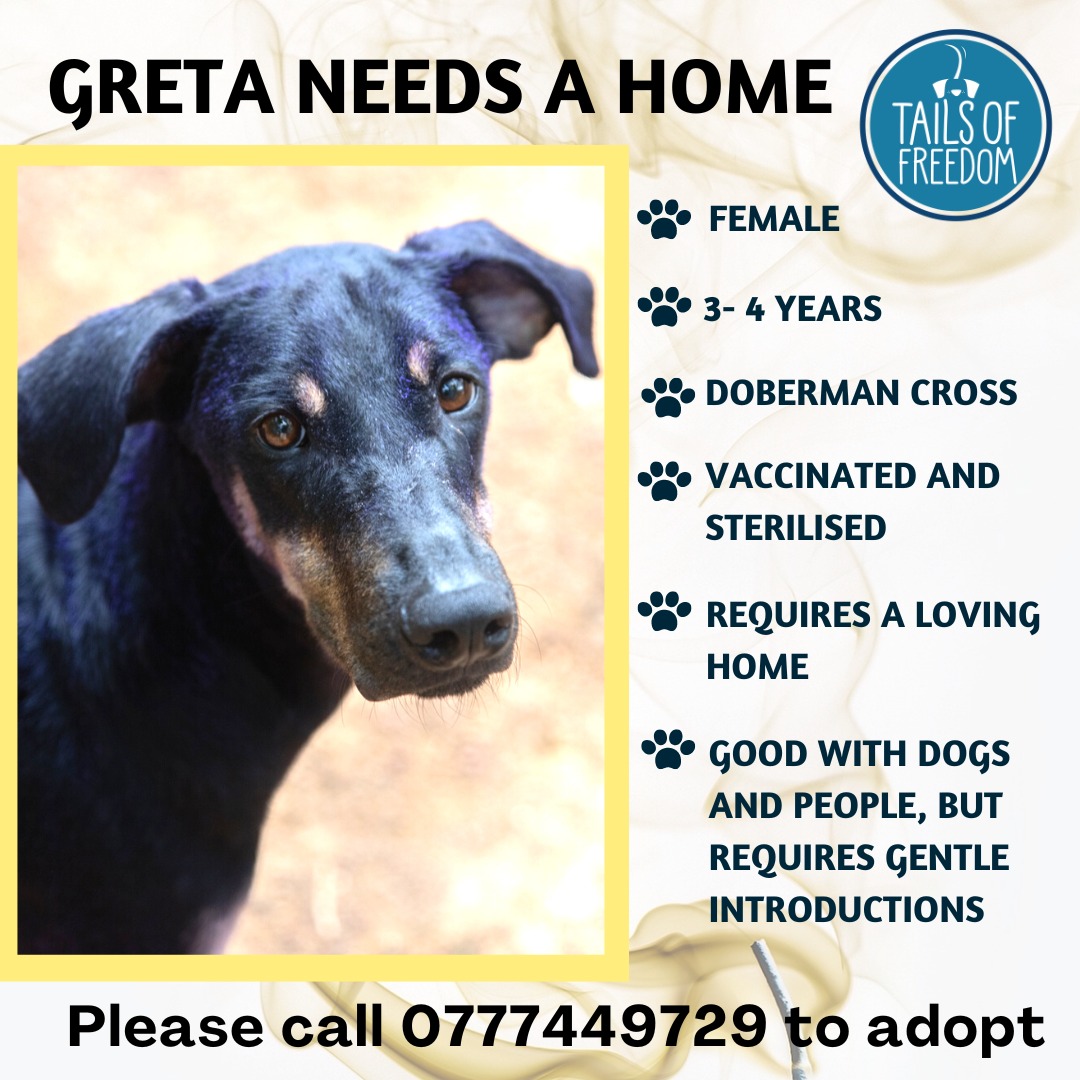 Greta is still looking for a forever home🏡 While she got a call to be adopted, the home fell through for unavoidable reasons.
If you know you can give Greta the love she deserves, call us on the numbers on 0777449729 to adopt!
#lka