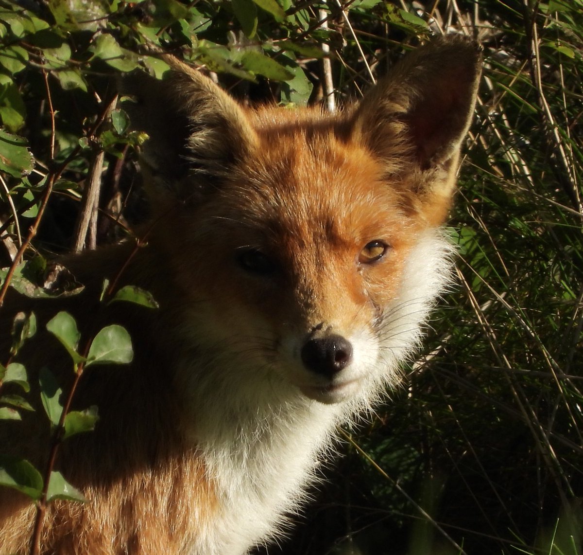 GaryBlack1970's tweet photo. “Your Daily Fix of Fox” 🧡🧡

#KeepTheBan #Fox #Nature #NaturePhotography #BeKind https://t.co/XwD45BlvXl