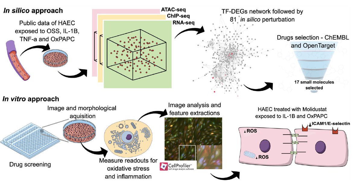 Evangelia Petsalaki (@e_petsalaki) on Twitter photo New preprint from group! <a href="/Iguaracysousa/">Iguaracy Pinheiro-de-Sousa</a>, <a href="/girolamogiudice/">Girolamo Giudice</a> collaboration with the Krieger group. biorxiv.org/content/10.110… New preprint from group! <a href="/Iguaracysousa/">Iguaracy Pinheiro-de-Sousa</a>, <a href="/girolamogiudice/">Girolamo Giudice</a> collaboration with the Krieger group. biorxiv.org/content/10.110…