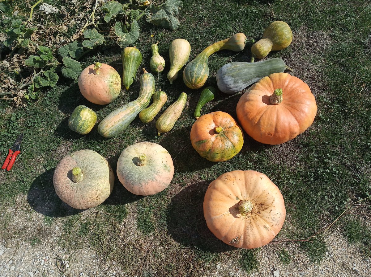 Carrajerute's tweet photo. Seguimos con los lunes del #proyecto52 de @mongeleon. Hoy #48de52, toca una imagen de algo #grande, como la cosecha de calabazas que he recogido este año, algunas de gran tamaño. https://t.co/7AvMlUDTVy