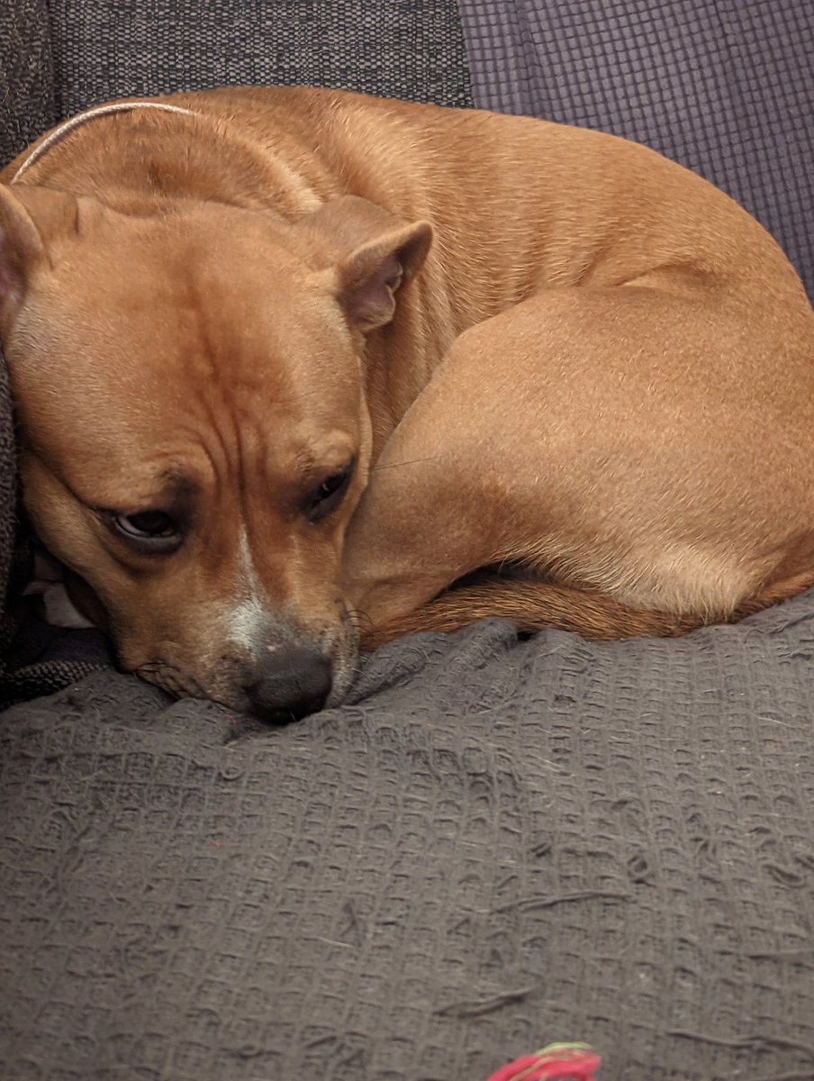 Good morning everypawdy, l'm still rather sleepy on this cold monday morning. Have a great day all xx