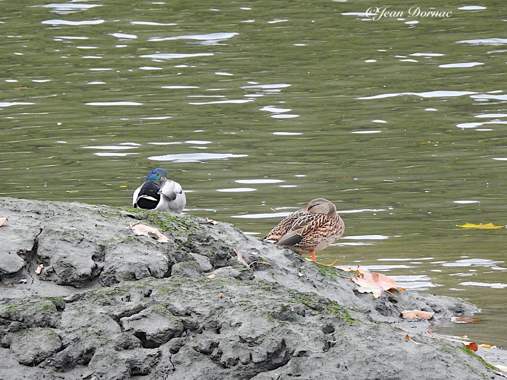 JeanDornac's tweet photo. Ah les vieux couples qui s’ignorent après une grosse dispute… on garde une distance certaine… #vieux #couples #grosse #dispute #garde #distance #certaine #rive #léguer #Lannion #CôteArmor #Bretagne #France https://t.co/hSF08q4kHq