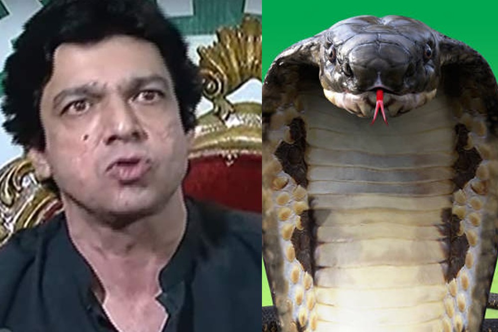 Different Patterns Of Snakes