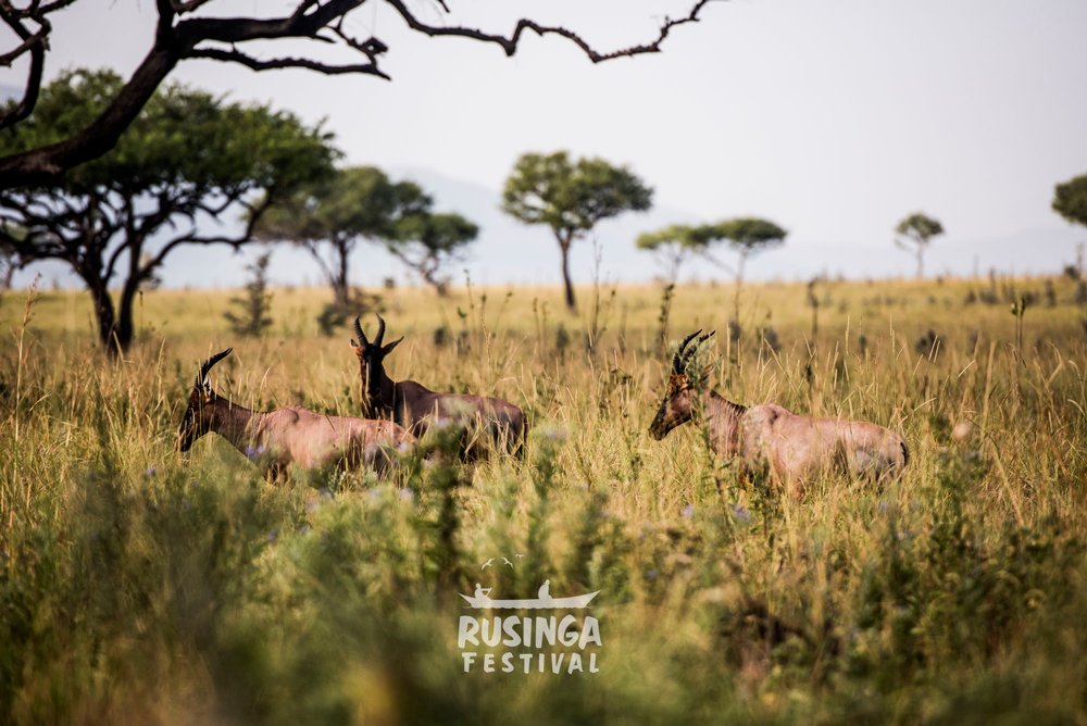 RusingaFestival's tweet photo. Greetings from @kwskenya's Ruma National Park dubbed "the Last Retreat of the Roan Antelope!"
#RusingaFestival
#TembeaWestern
#RusingaFest2022Loading https://t.co/1d8mdnF8tZ