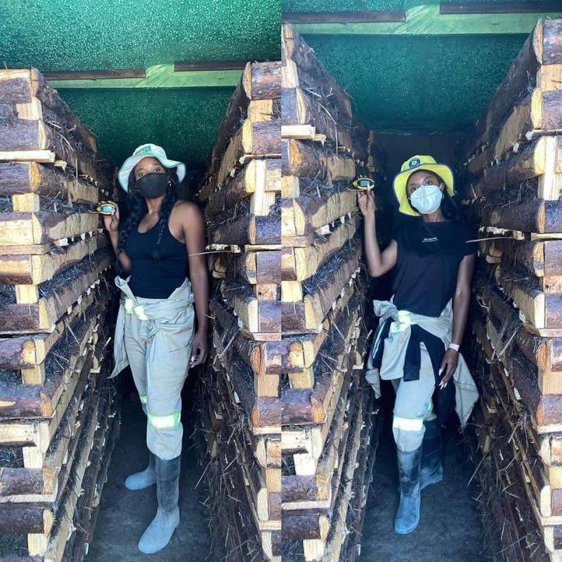 agribusinesszw's tweet photo. Meet Charmaine and Michelle, the twins who left United Kingdom during Co-vid 19 pandemic to venture into agribusiness in Zimbabwe. While in Zimbabwe, they discovered there was high demand for mushrooms and a low supply, so they decided to venture into mushroom farming. https://t.co/uNYTc2OrbS