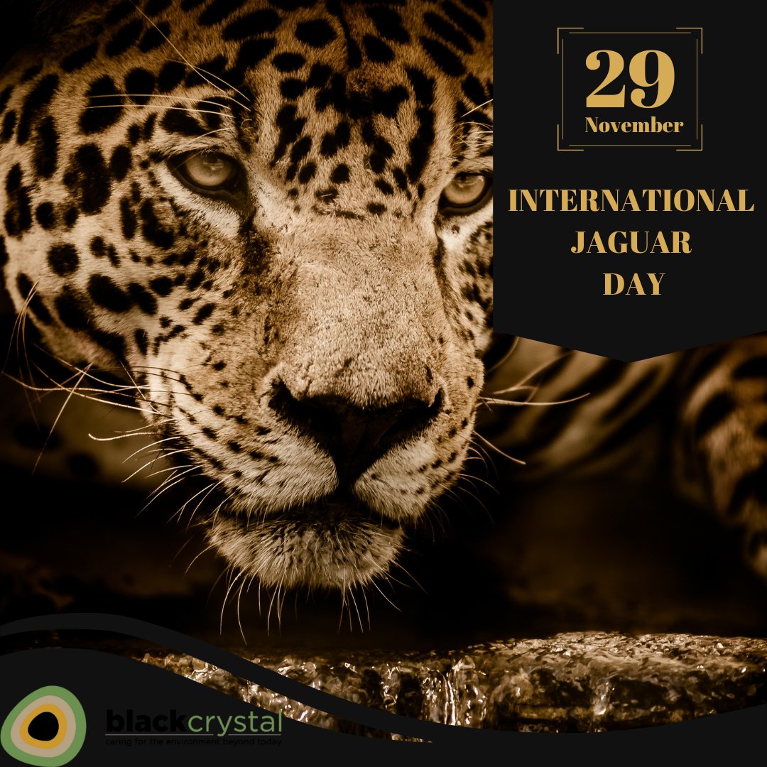 Observed annually on November 29, International Jaguar Day celebrates the Americas’ largest wild cat as an umbrella species for biodiversity conservation and an icon for sustainable development and the centuries-old cultural heritage of Central and South America. https://t.co/B0DrATbchk