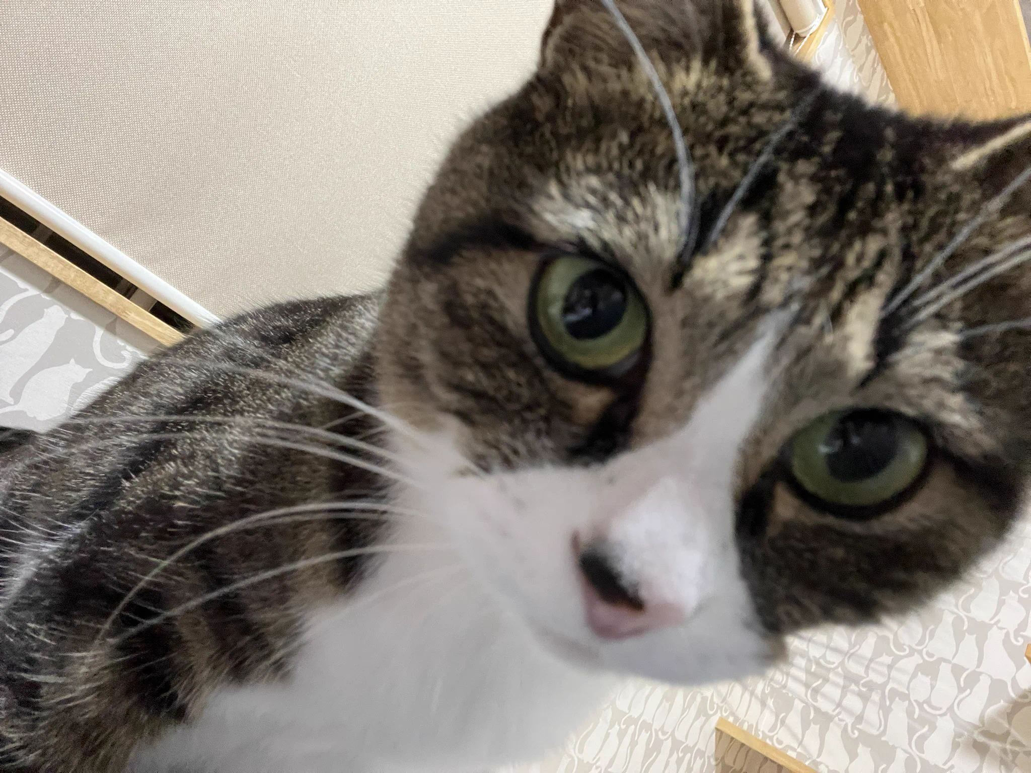 うちの子はキジだよね。サバじゃないよね。  