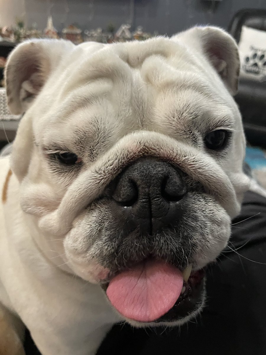 bourbon_karalyn's tweet photo. Nugget is going for her 1st of 3 radiation treatments. We drop her off at 9 am &amp; pick her up around 5. She has to be sedated everyday which scares me but she is strong and will get through this. Please 🙏 for her. All of you have gotten us through this &amp; we love you 🥰 #dogcancer https://t.co/UMwdpbhVgK