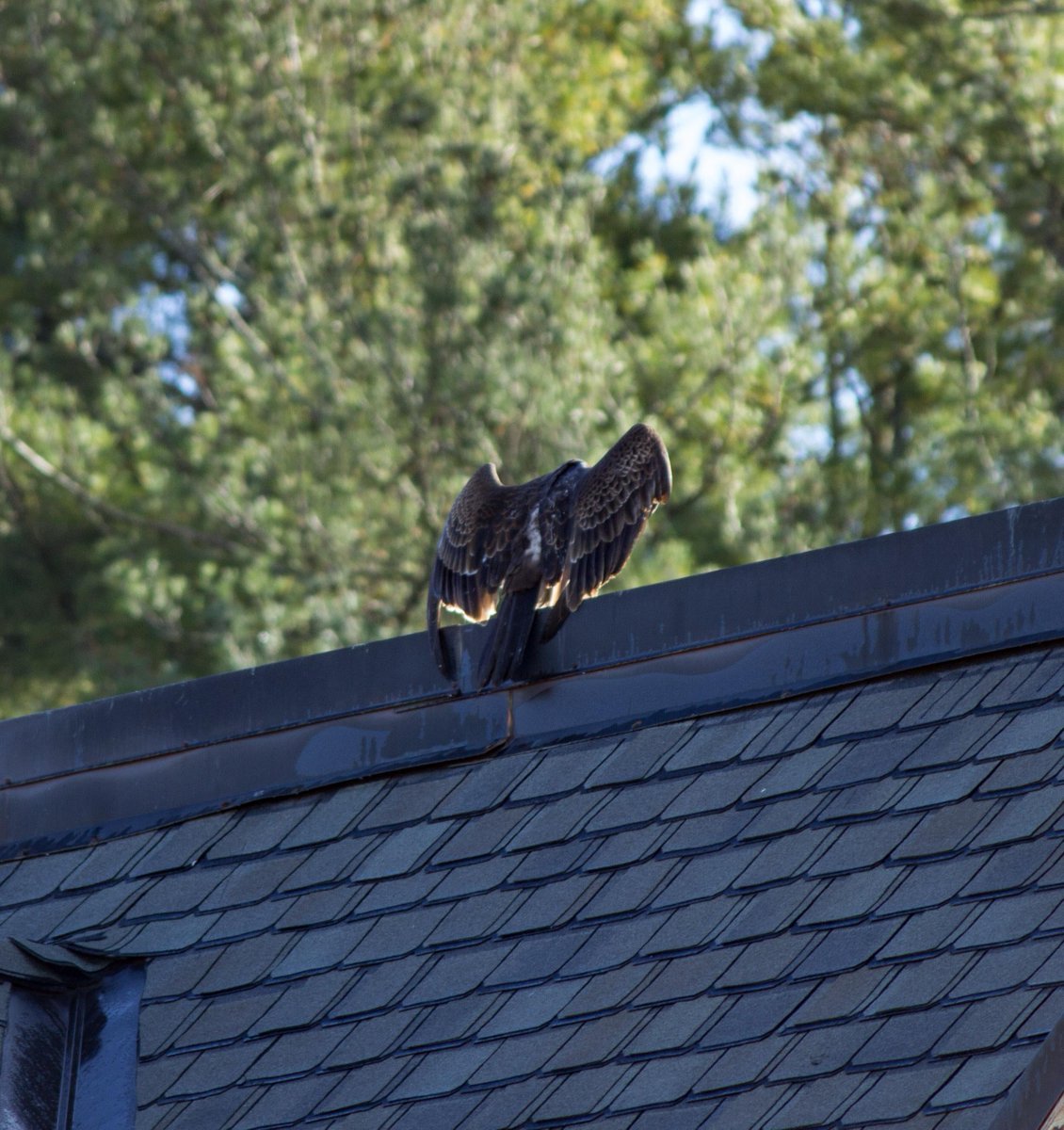 slashBirding's tweet photo. Does anyone else think vultures are underrated?
https://t.co/jB1vAc6Mce
#birding https://t.co/IBTsKfzXxe