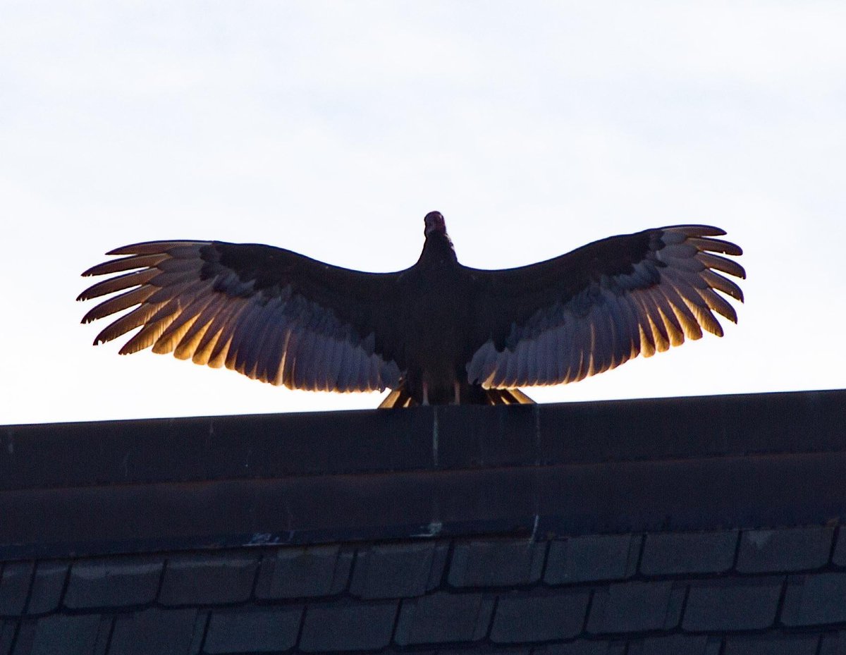 slashBirding's tweet photo. Does anyone else think vultures are underrated?
https://t.co/jB1vAc6Mce
#birding https://t.co/IBTsKfzXxe
