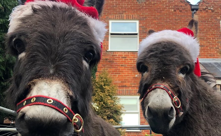 St_Elvans's tweet photo. All this week, don’t miss the FREE daily performances of “Christmas The Story”, the live multimedia nativity here @St_Elvans #Aberdare plus FREE Christmas donkey visits, colouring, bell ringing &amp; more! https://t.co/bMvsImZuLA RT

#Christmas #VisitRCT #RCT https://t.co/vGfyseJ8en https://t.co/AsDCrVVt23