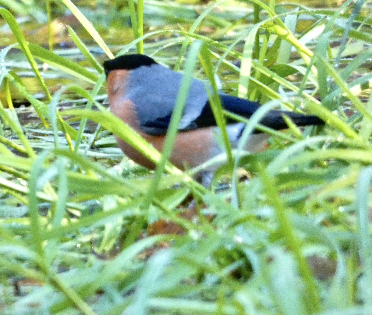 Stunning male Bullfinch #bullfinch #finch #rose #rosebreasted #shybird #warburgnaturereserve #warburg #bbowt @bbowt @chilternhills @chilternsaonb @chilternsbeauty  @chilternwalks #chilternwalks #henleyonthames #bix @stonorpark #stonorpark <a href="/BBOWT/">BBO Wildlife Trust</a>