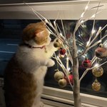 これは可愛い!クリスマスツリーで遊ぶネコちゃんが幻想的!
