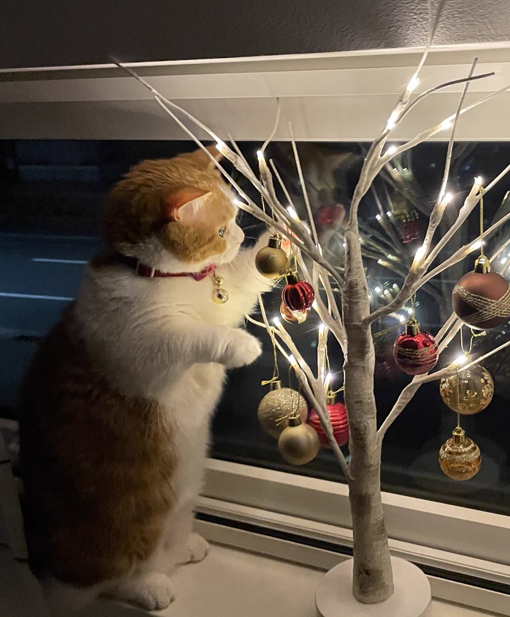 これは可愛い！！クリスマスツリーで遊ぶネコちゃんが幻想的！