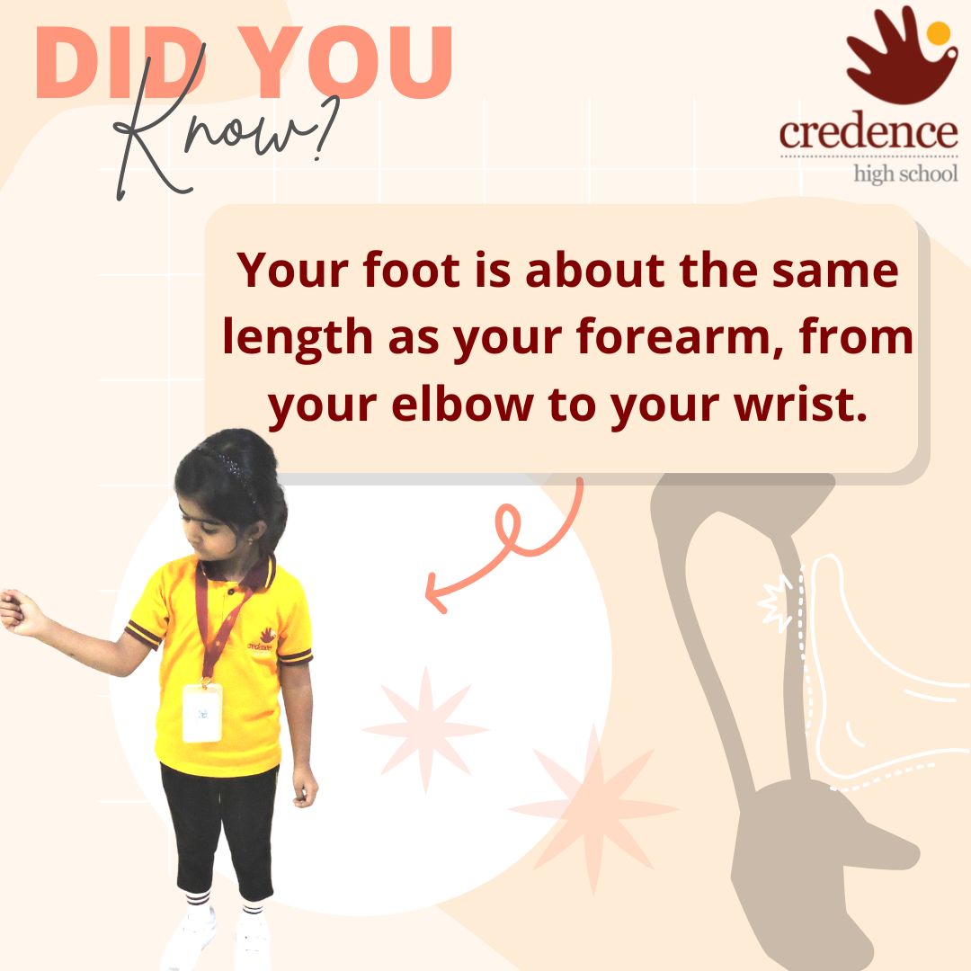 CredenceHigh's tweet photo. Did you know? #7 

Your foot is about the same length as your forearm, from your elbow to your wrist. https://t.co/gvEtfLMO2E