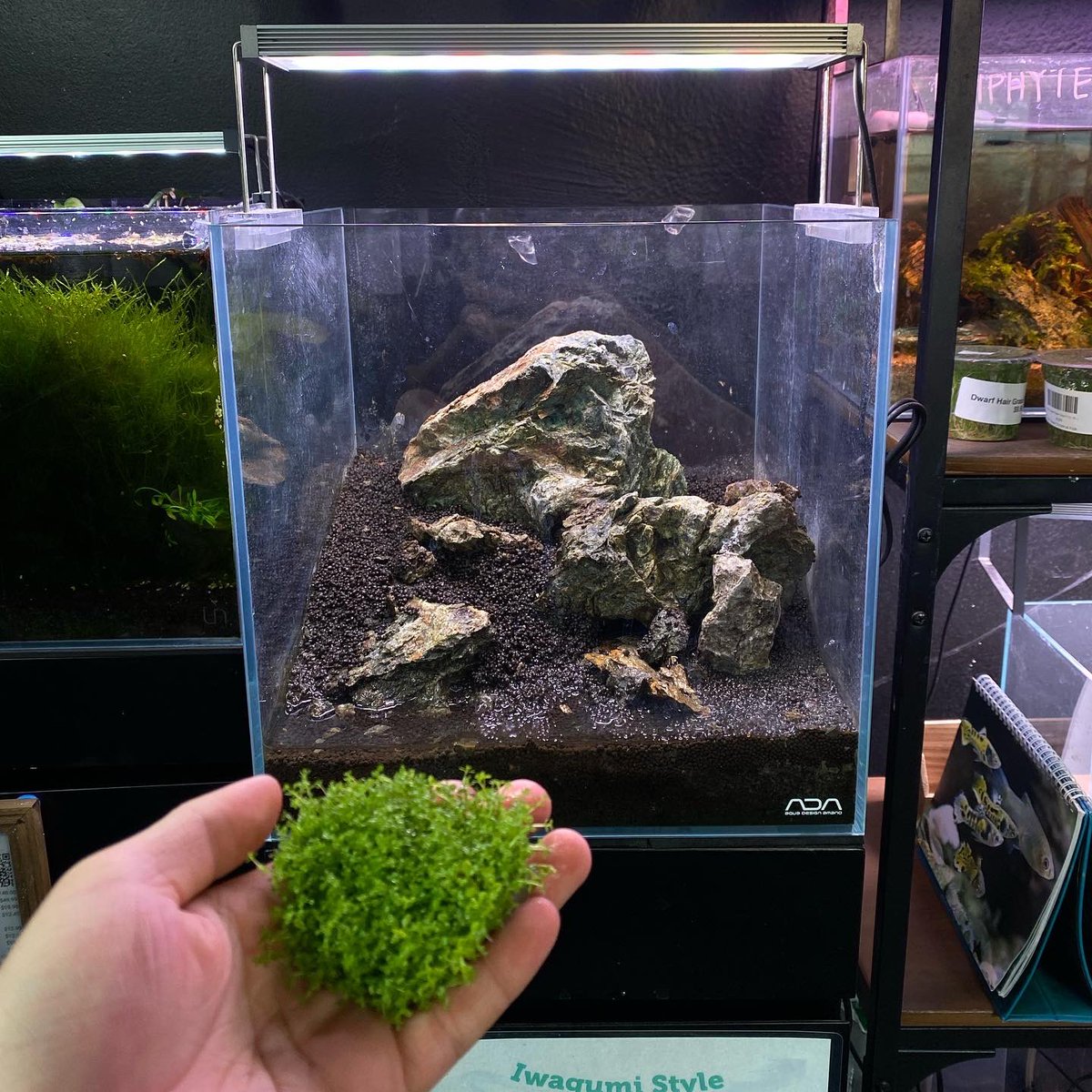 Our teammate Steven redid one of the 30C cubes at our gallery today! Going with an HC Dwarf Baby Tears #Iwagumi #aquascape! Stay tuned for the growth these next few weeks! 
-
-
-
#hakkai #hakkaisd #aquascaping #aquascapes #aquascapingworld #aquascaper #plantedtank